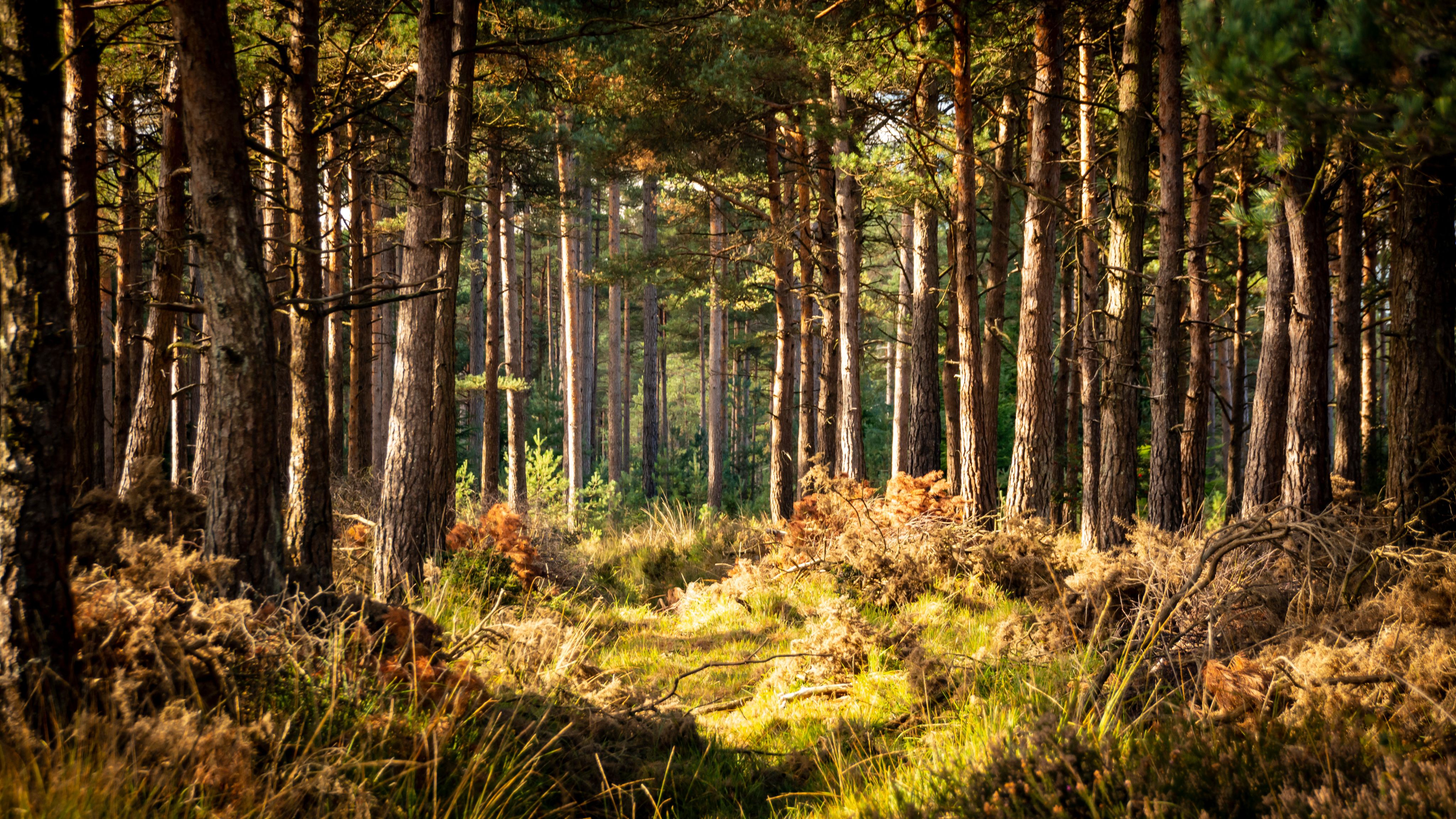 Heather sprawls along the floor of a lush pine woodland