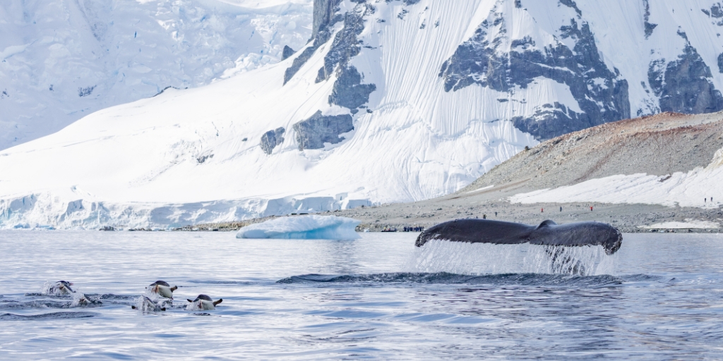Photo of whale fin flipping out of the sea in Antarctica