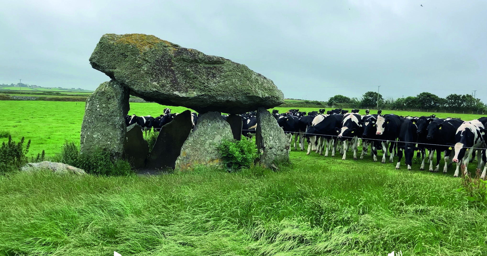 prehistoric rock formation, a circle of rocks at the bottom, with one larger rock placed on top. Next to a herd of cows behind an electric fence, in a lush green field