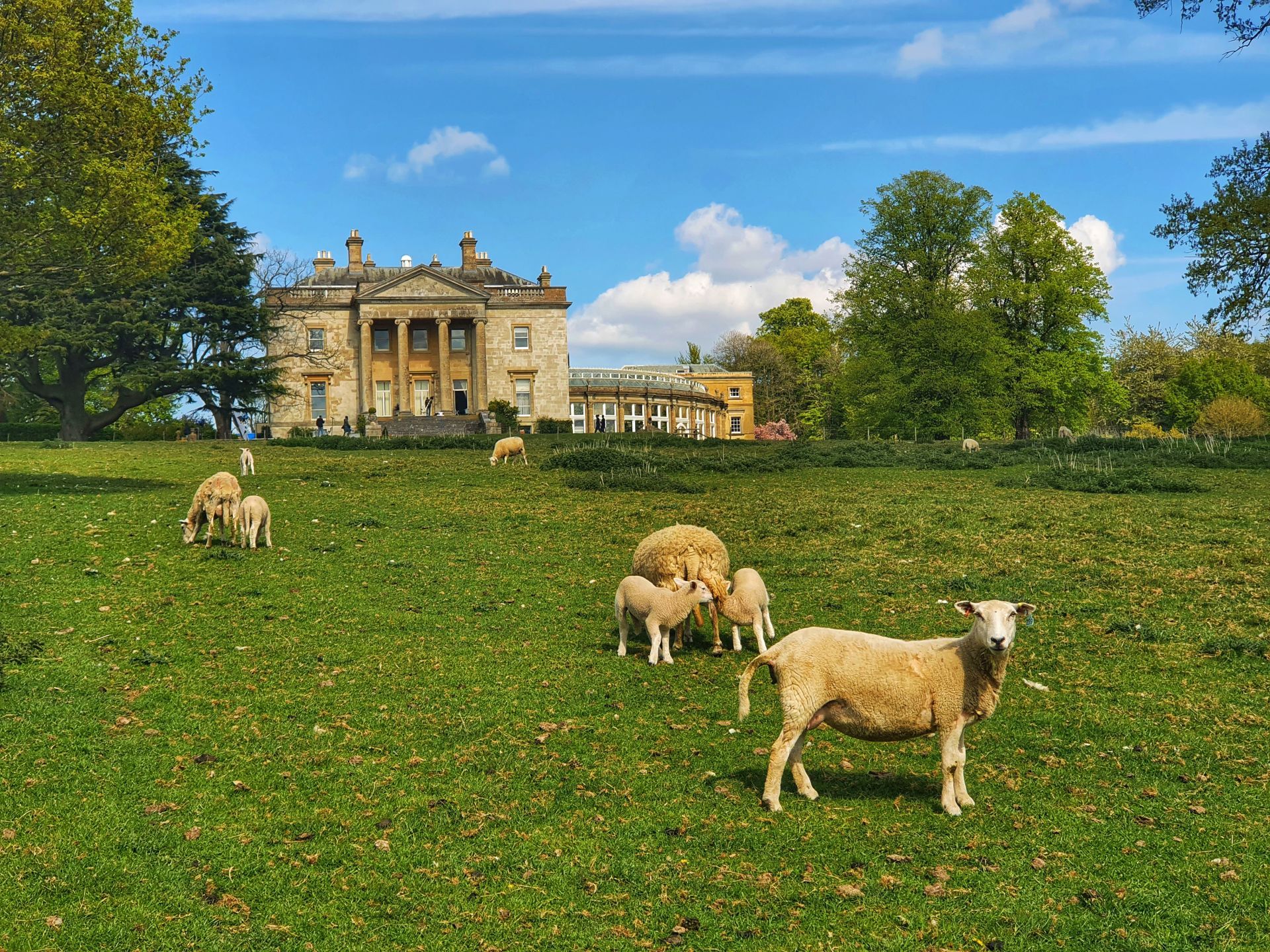 Picture of a building, and a field of sheep
