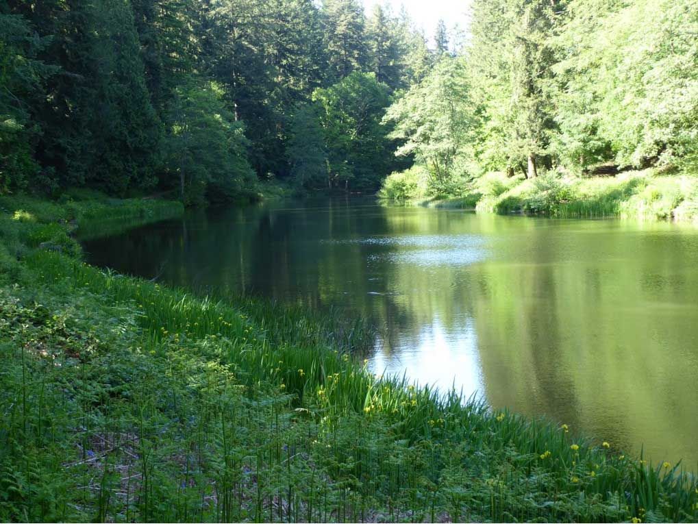 Soudley Ponds, Newnham-on-Severn