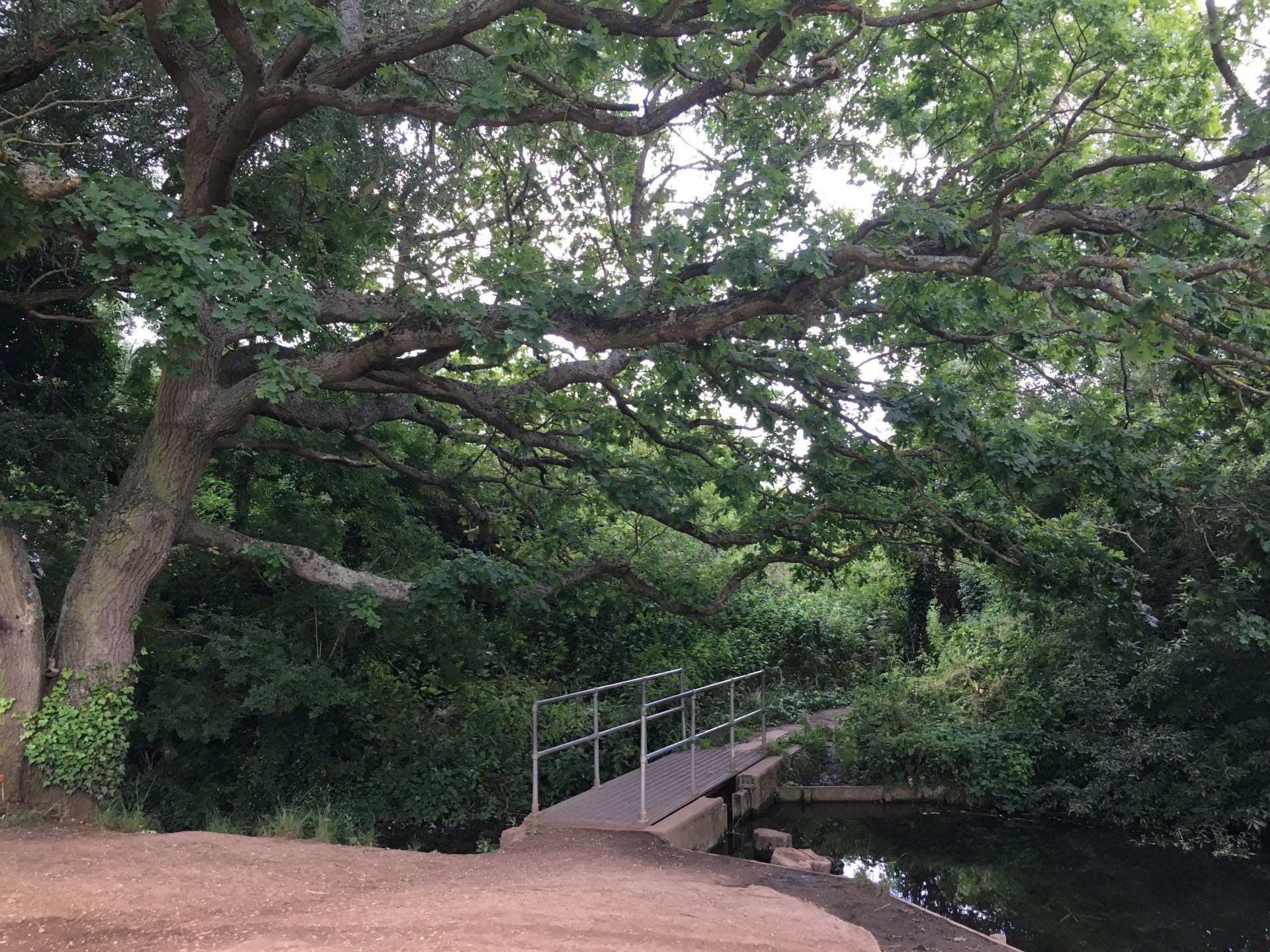 Picture of a wooded area