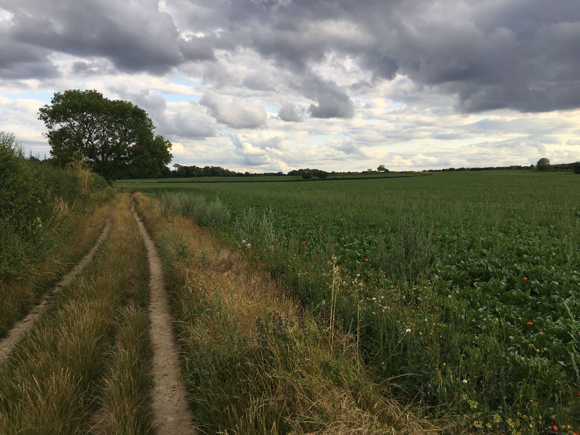 A path through farmland