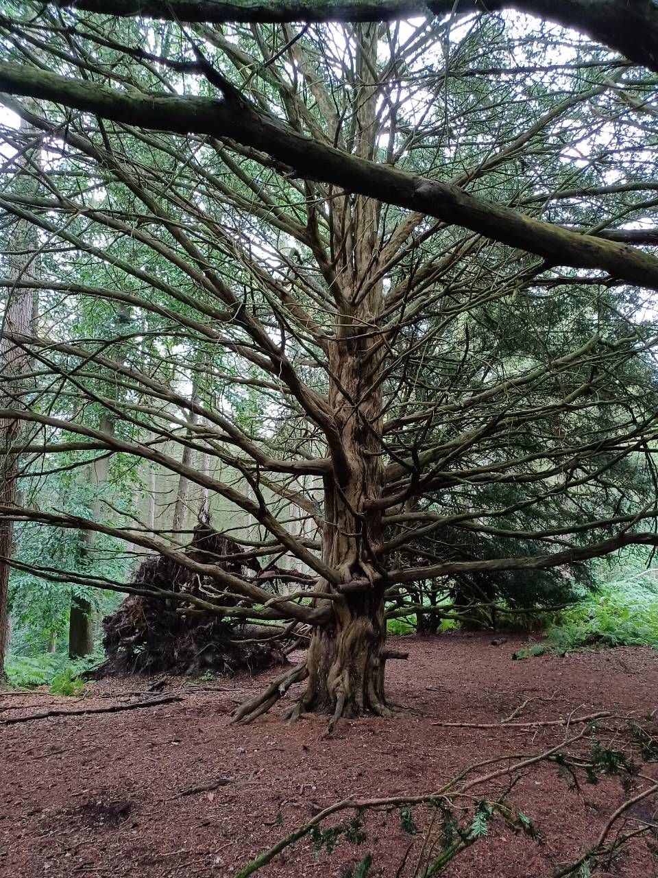 This stunning tree can be found in Spearywell Wood.