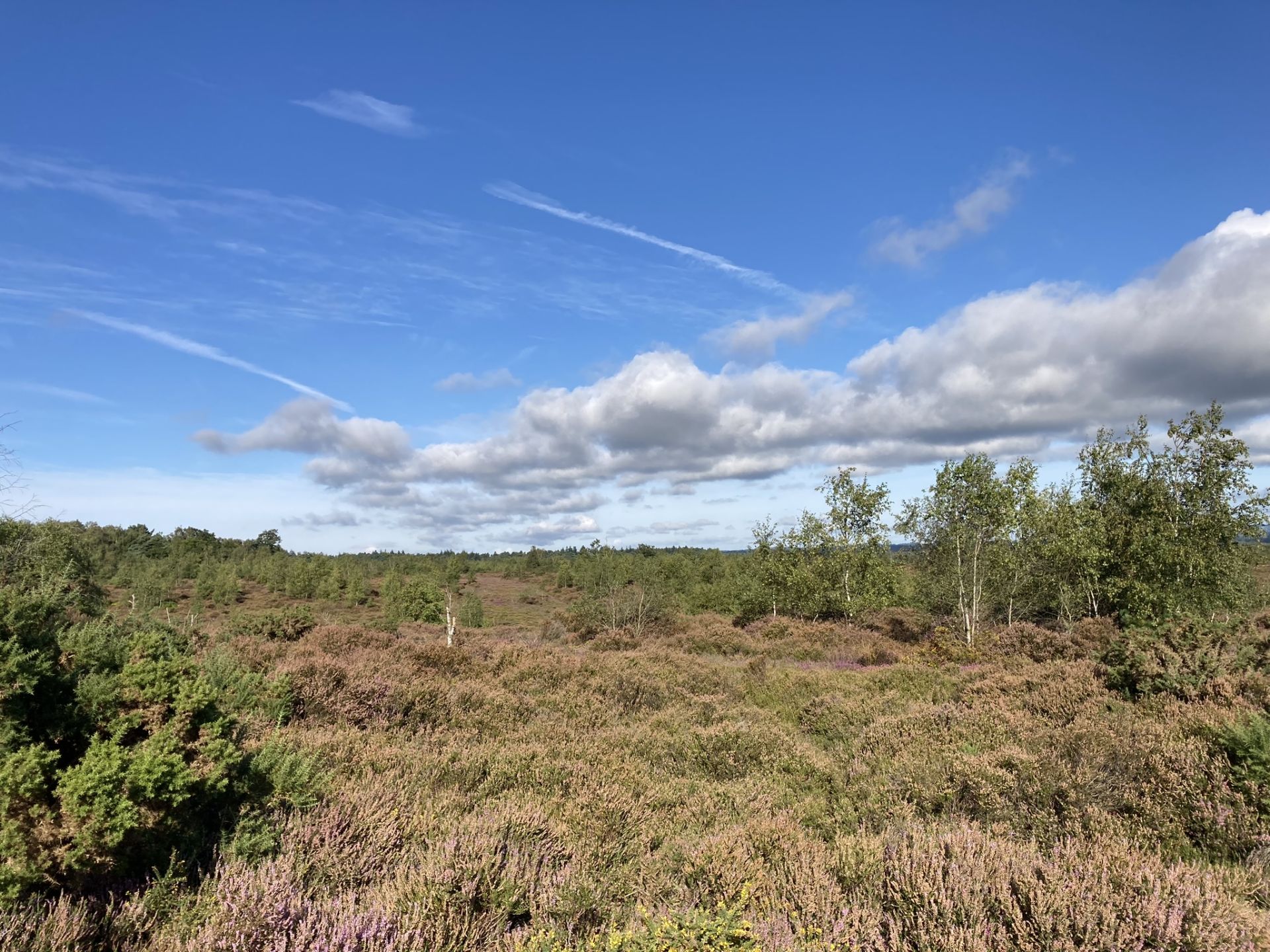 Heathland