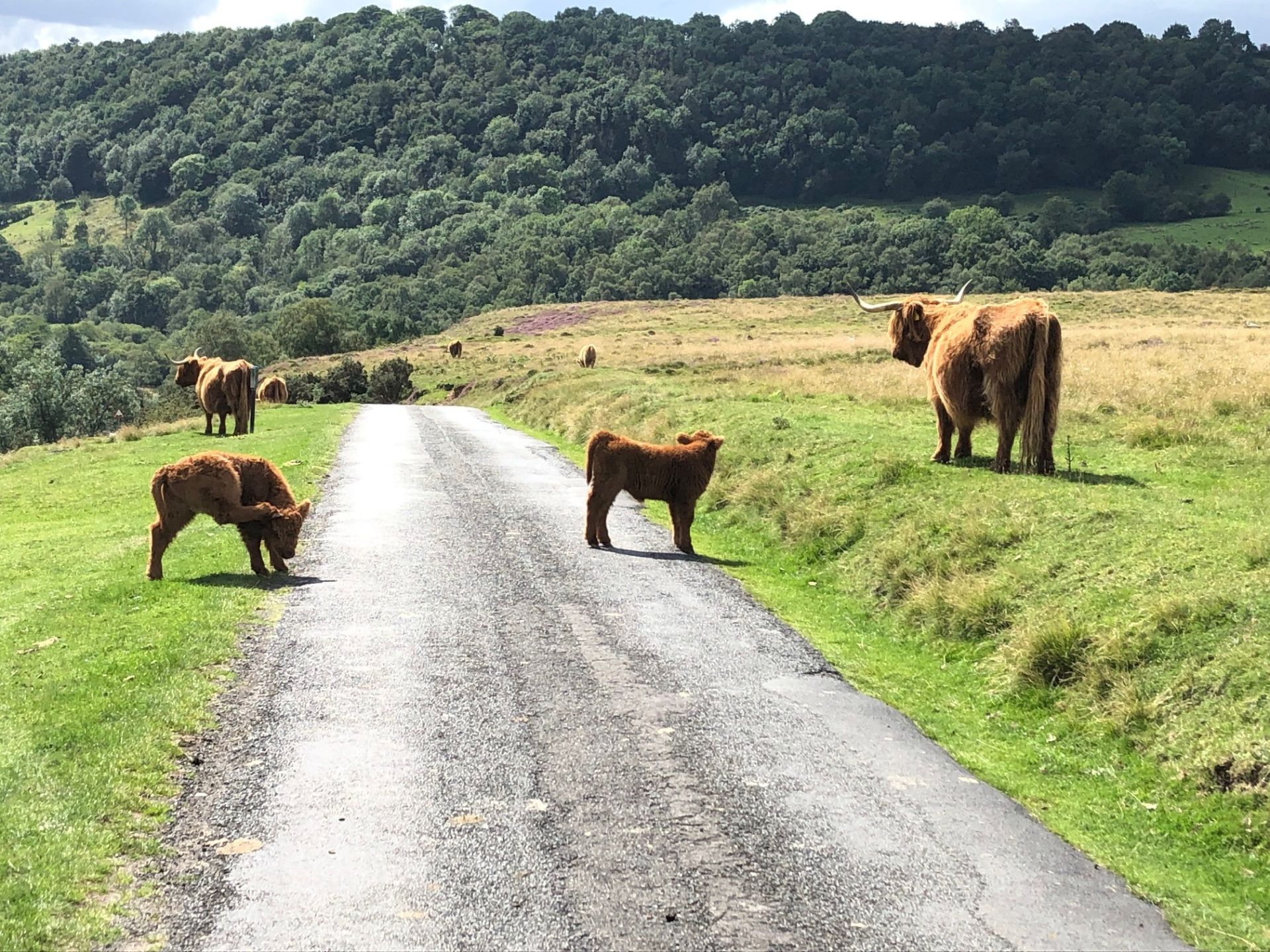Highland Cattle near Levishham Station