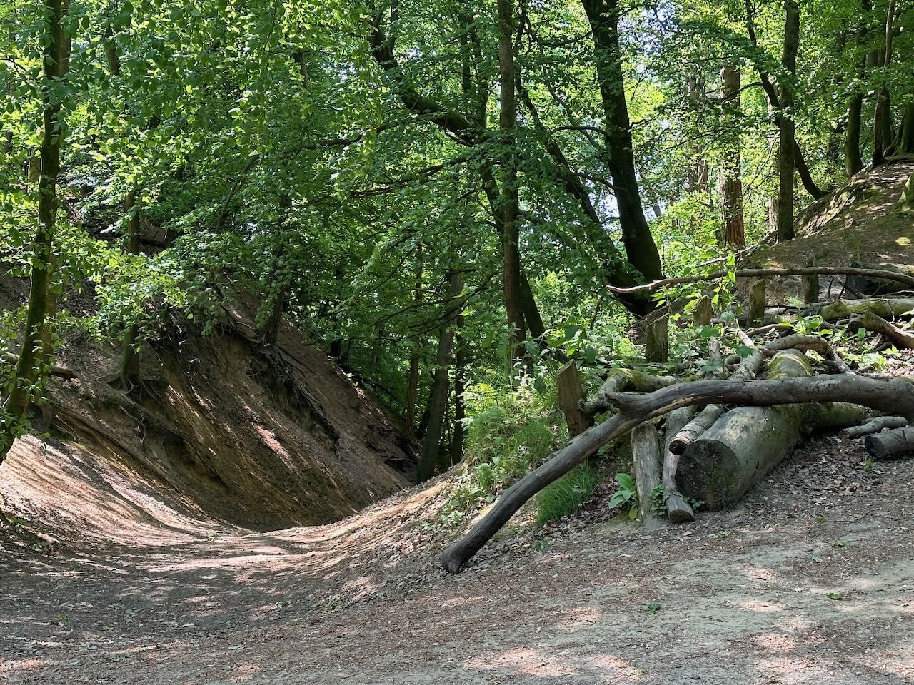 Hilly woodland scene at Leith Hill