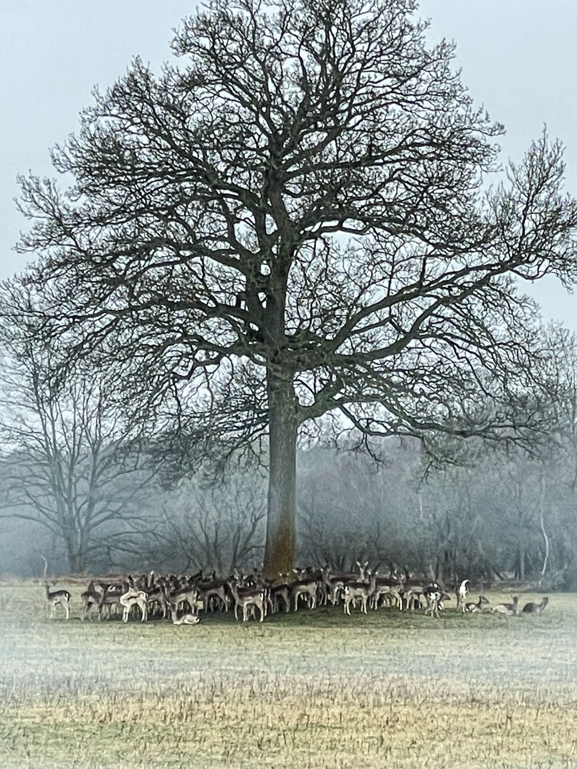 Deer near Mill Green