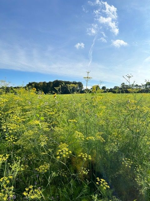 Field