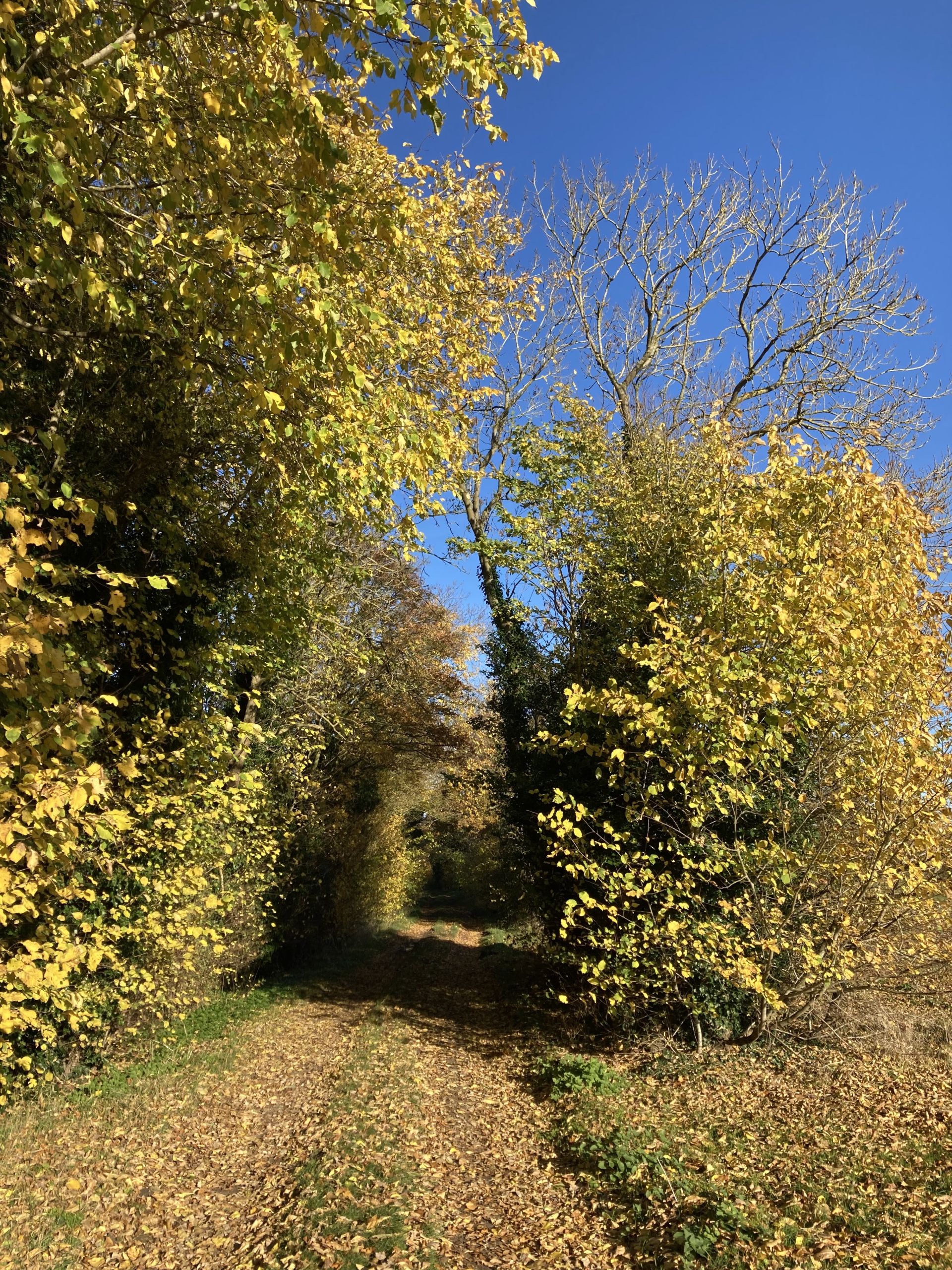 Abbotsley - Ramblers