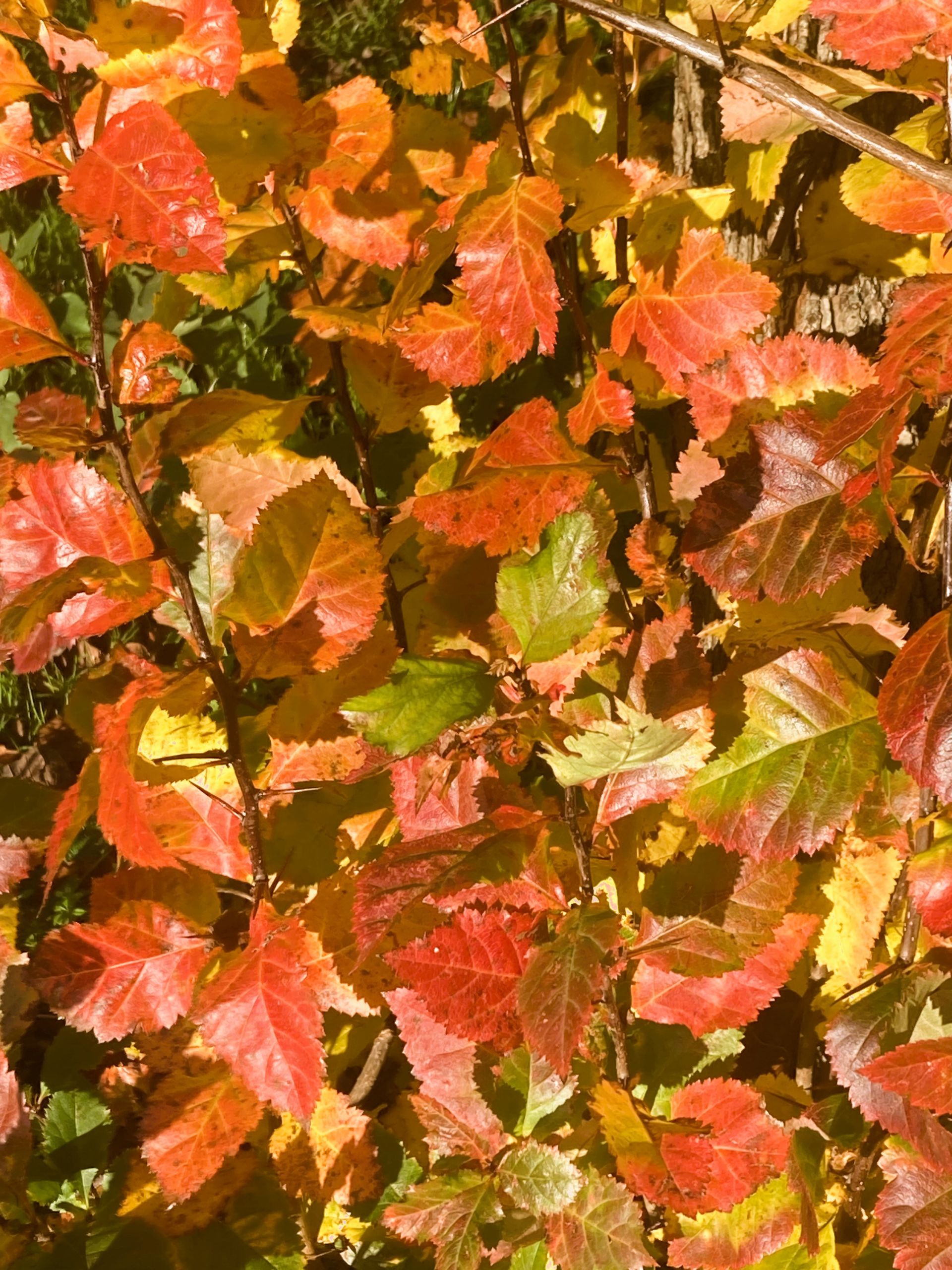 Fallen leaves