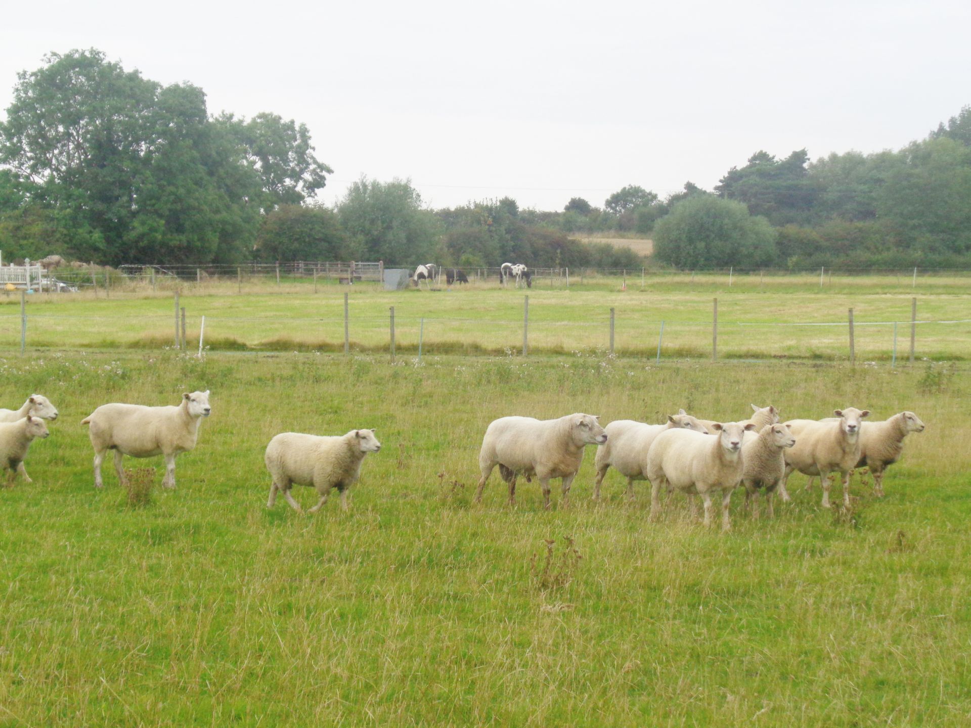 Sheep.