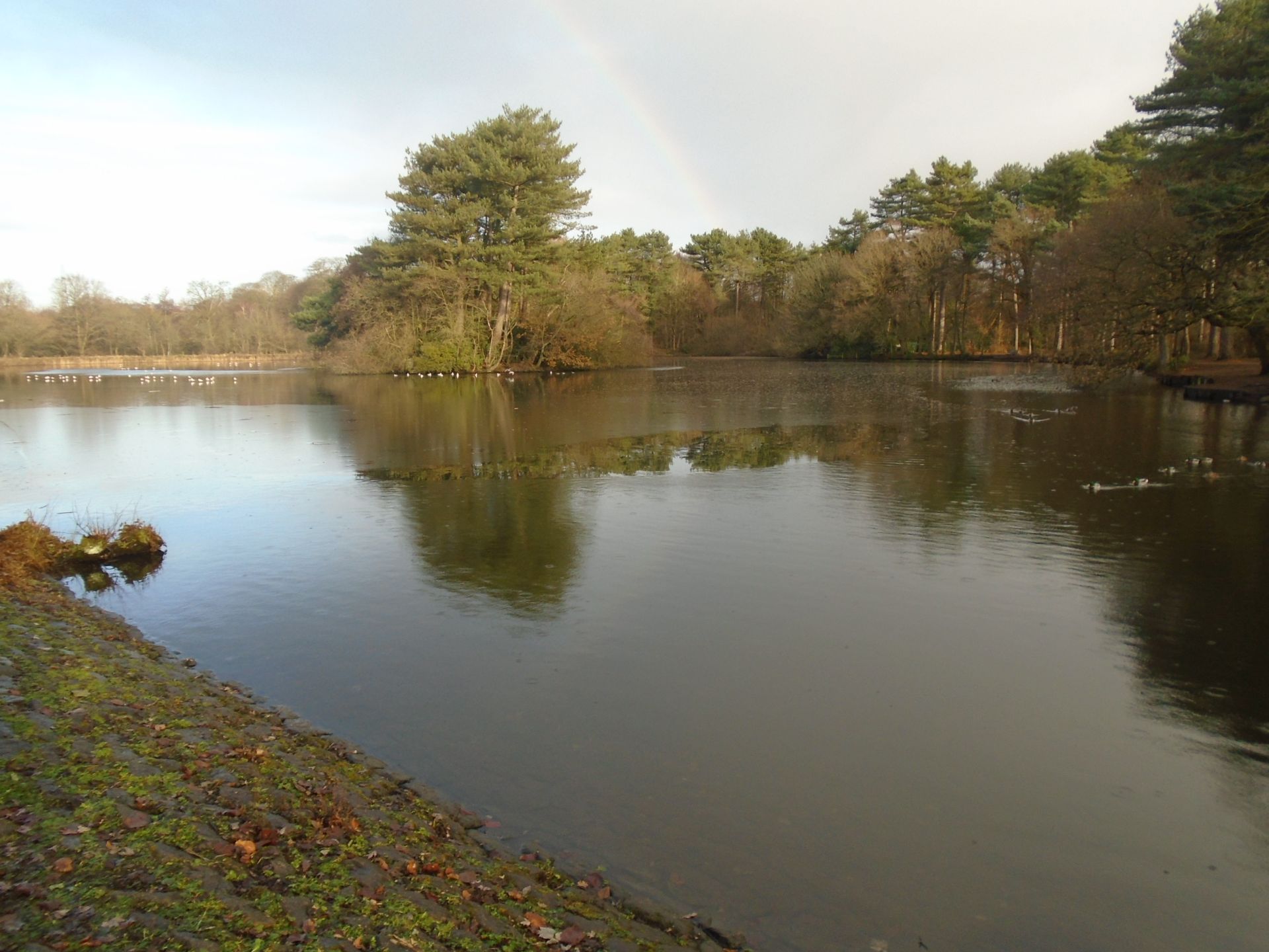 The Lake in the Park