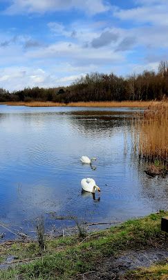 Amberswood Lake