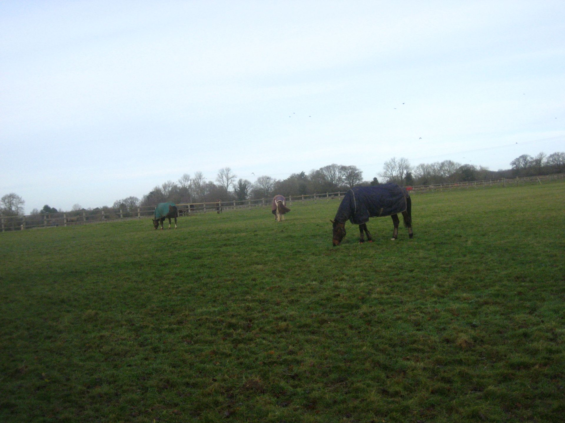 A field with horses