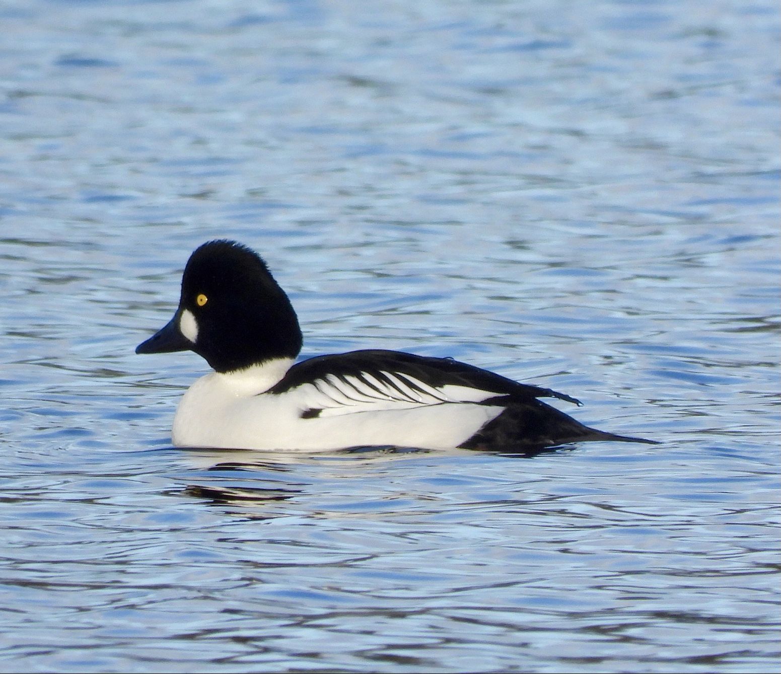 Goldeneye 