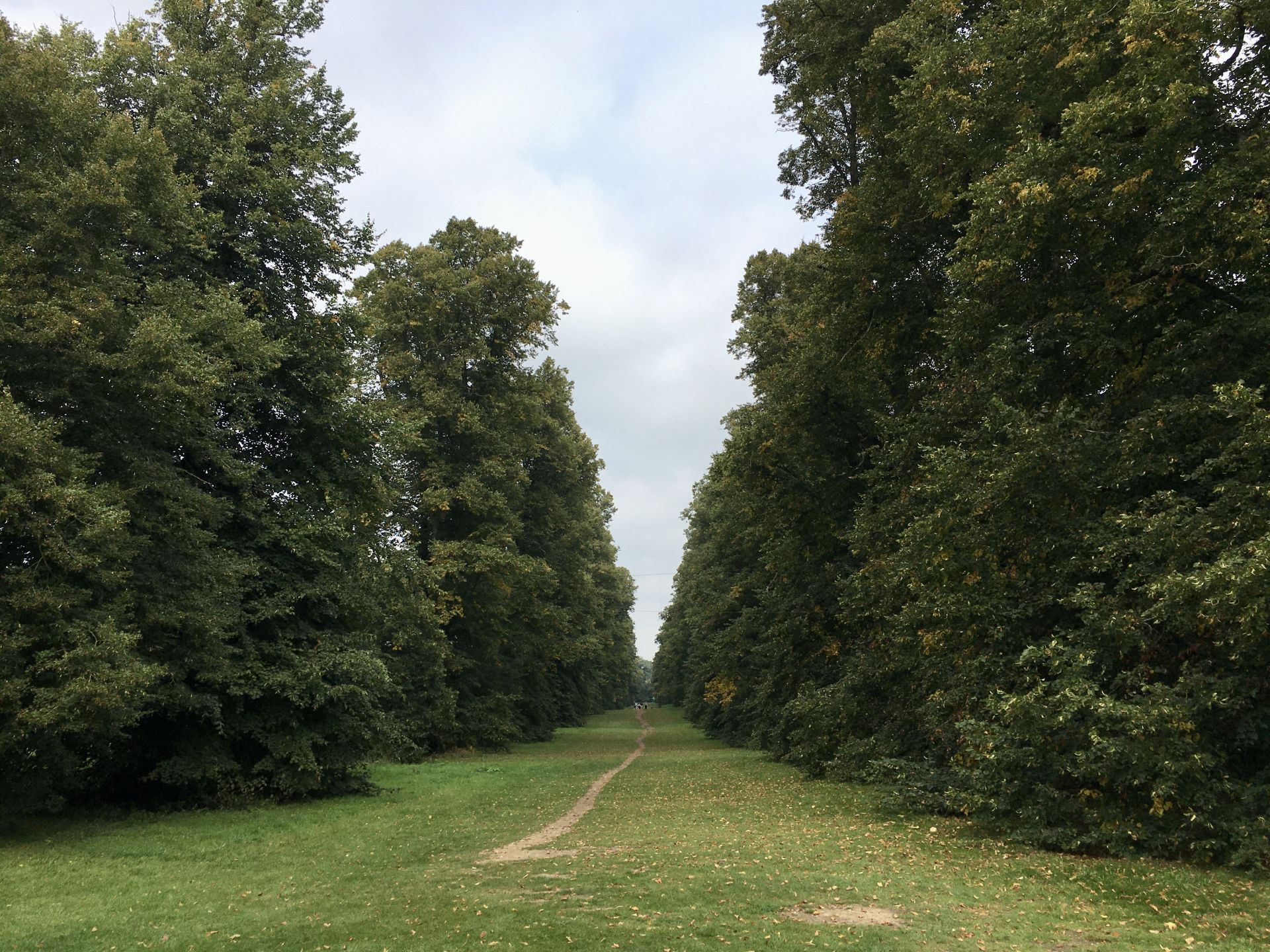 A path through a forest