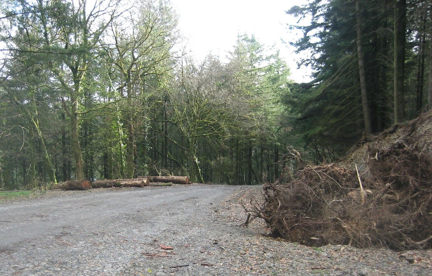 Forestry