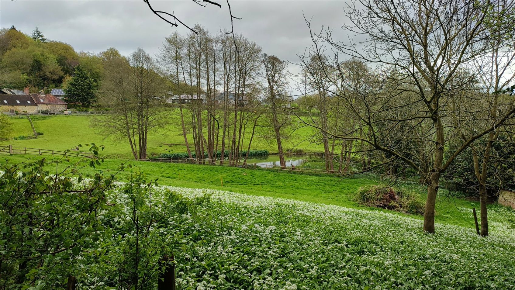 Wild garlic