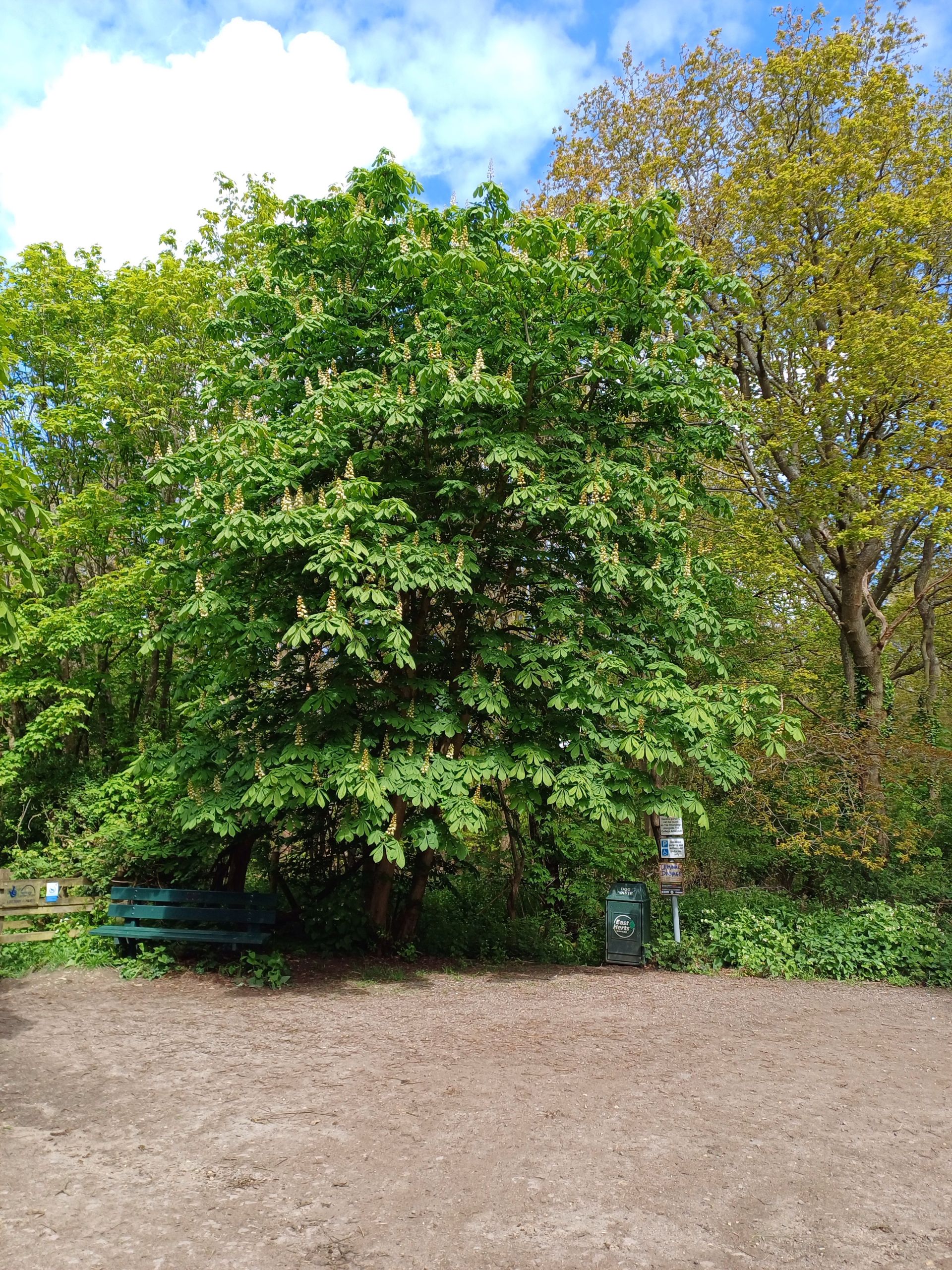 Chestnut Tree