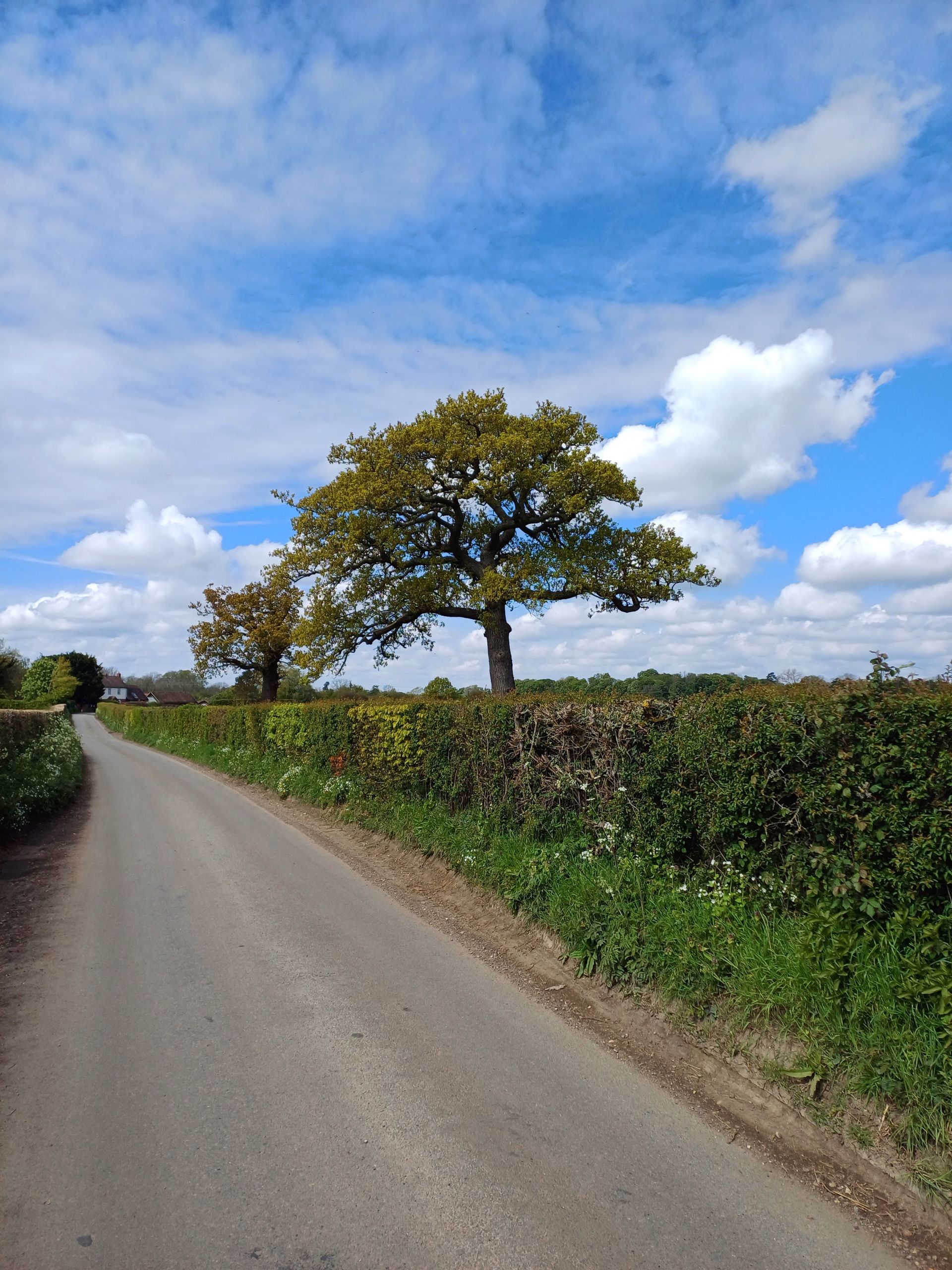 Hedge Tree