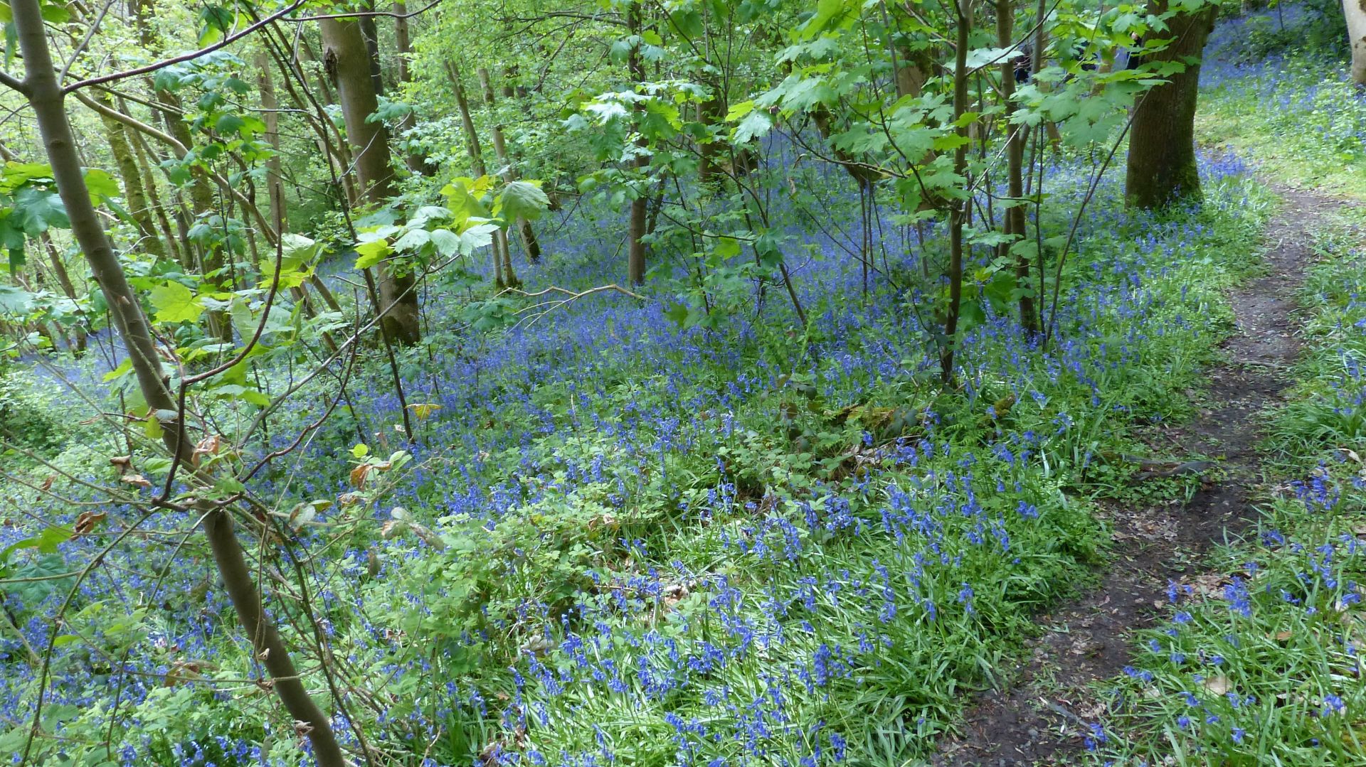 Canal & Gaer Fawr 21st Apr 2024 - Ramblers