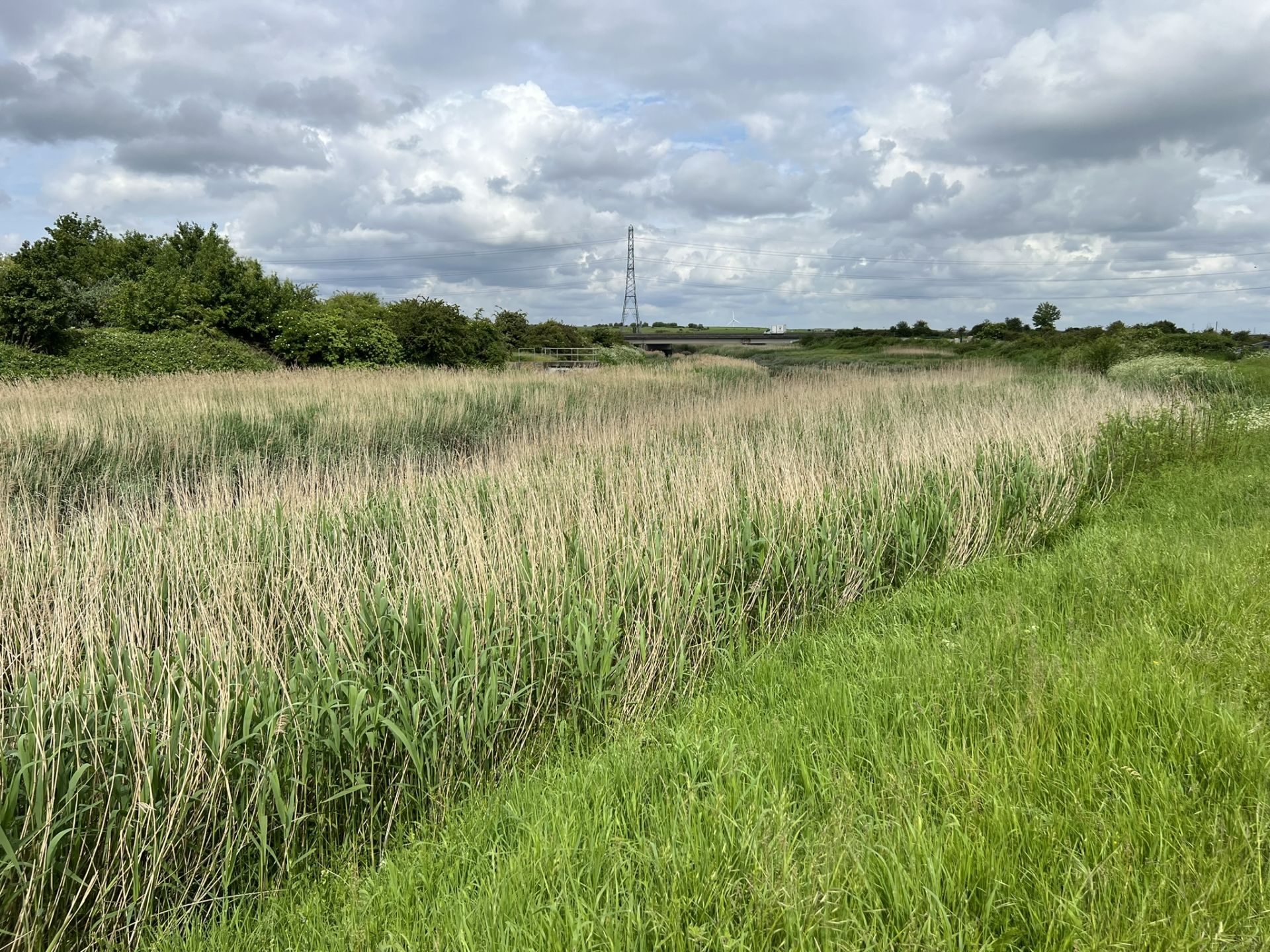 Reed beds along the Darent river
