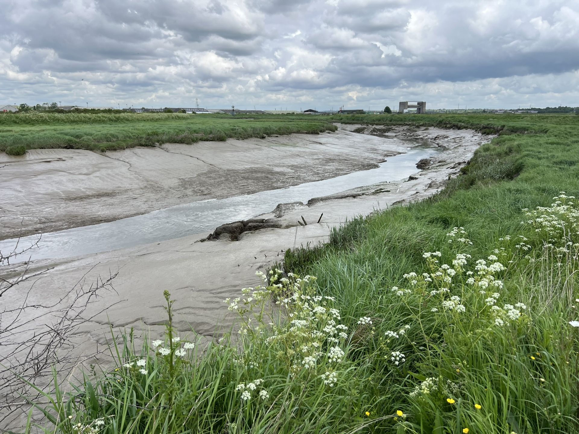 Mud wading birds in profusion