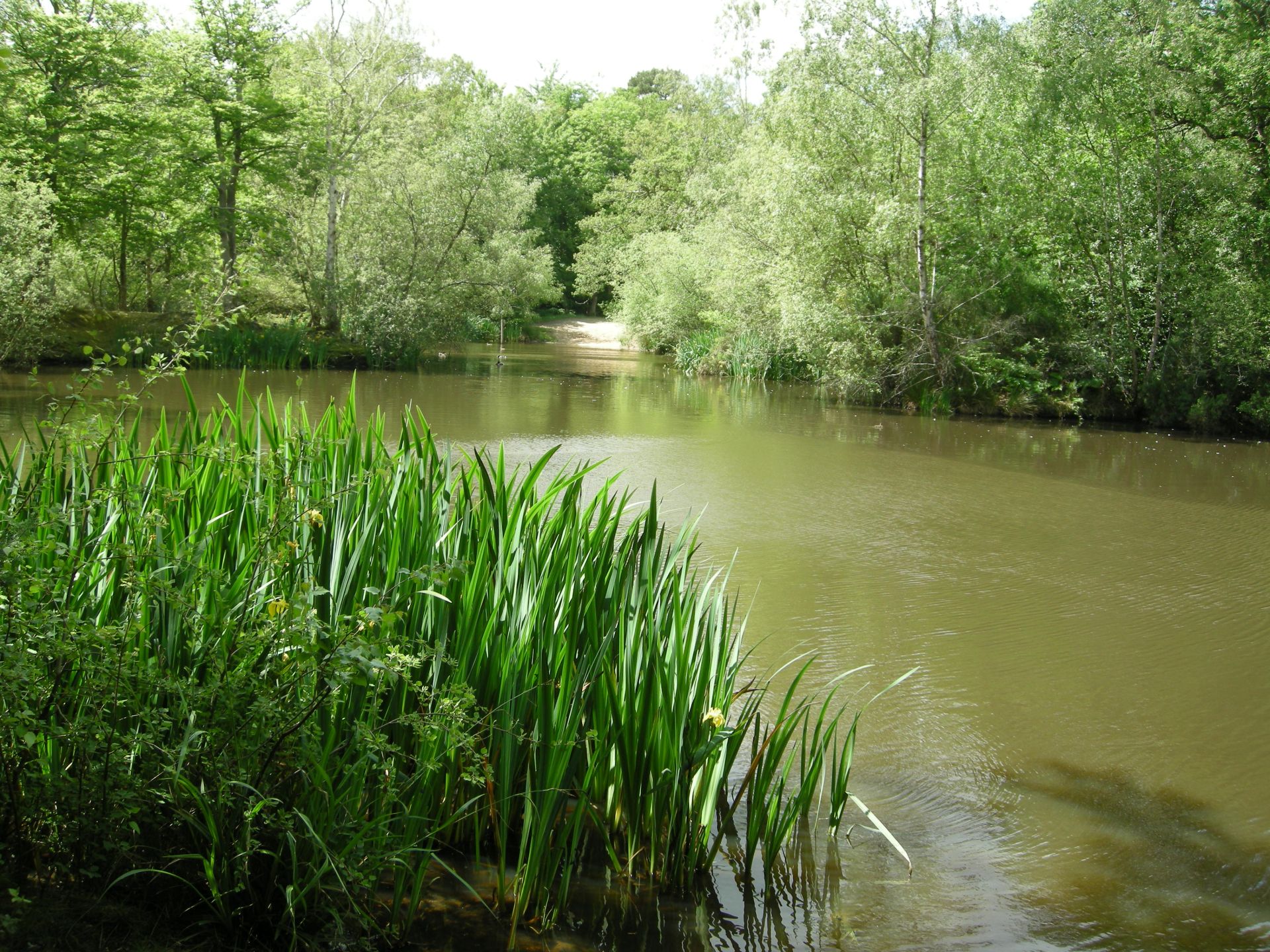 Epping forest pond with reeds
