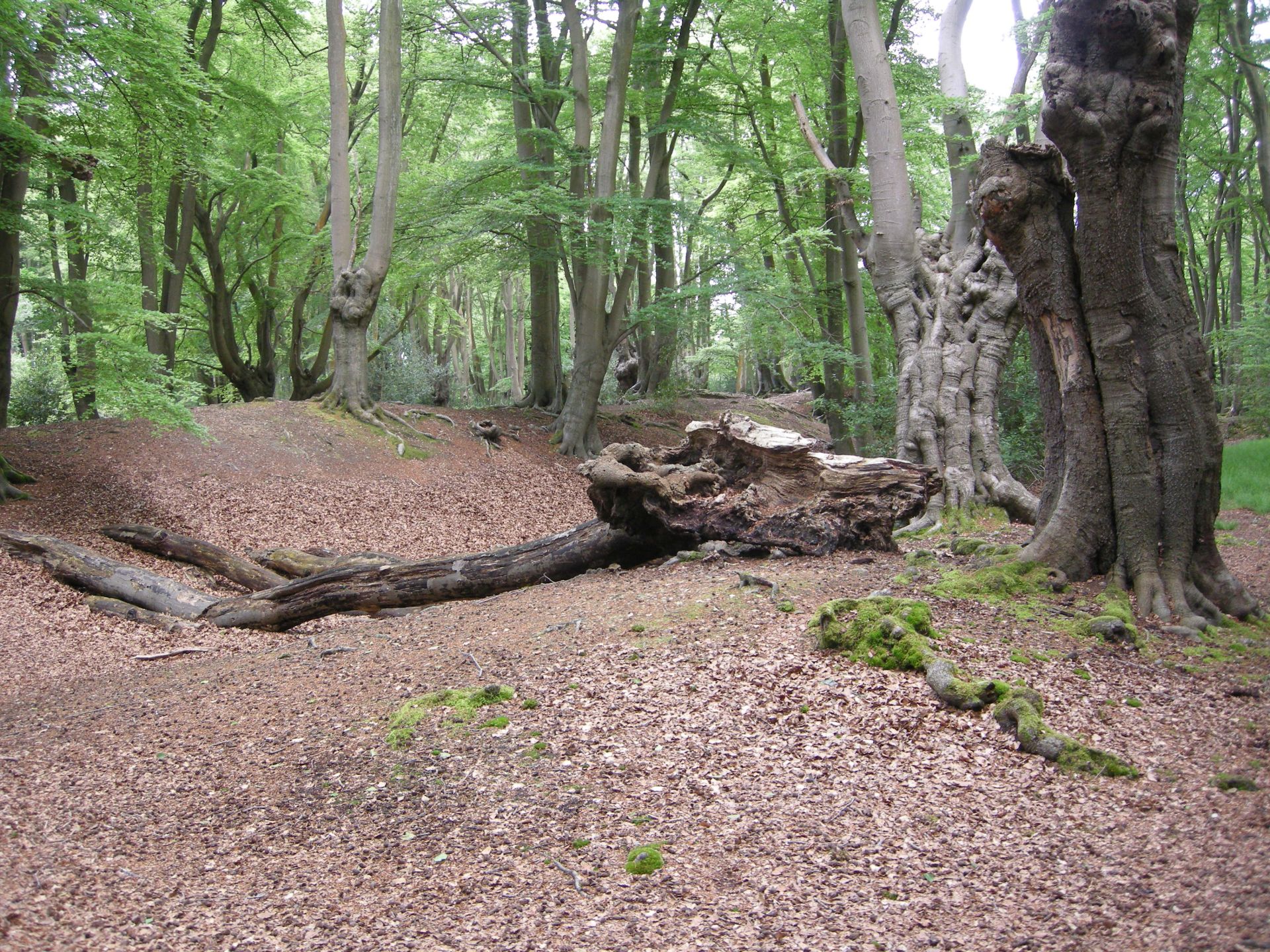 Old trees in Epping forest
