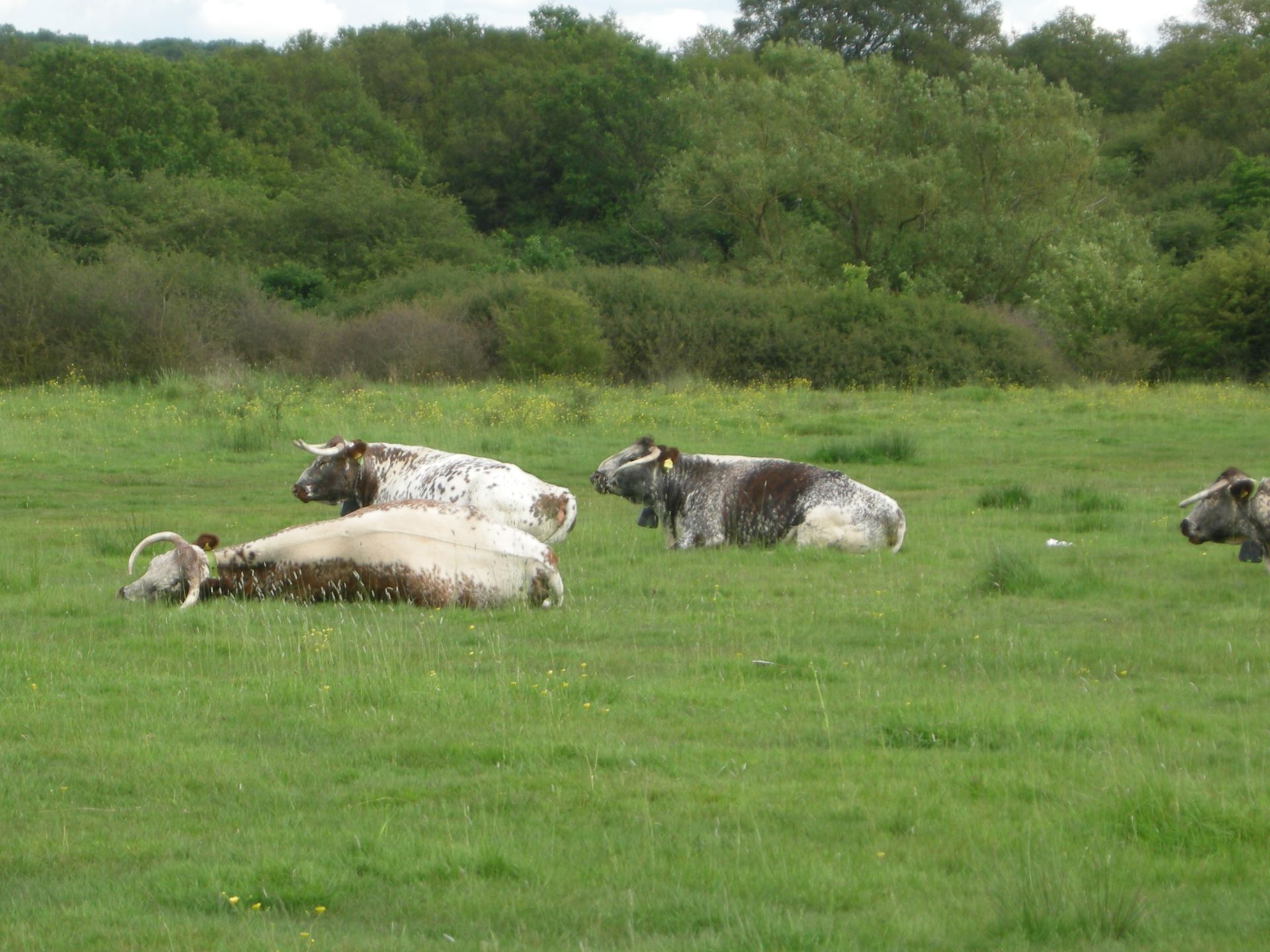Long horn cattle