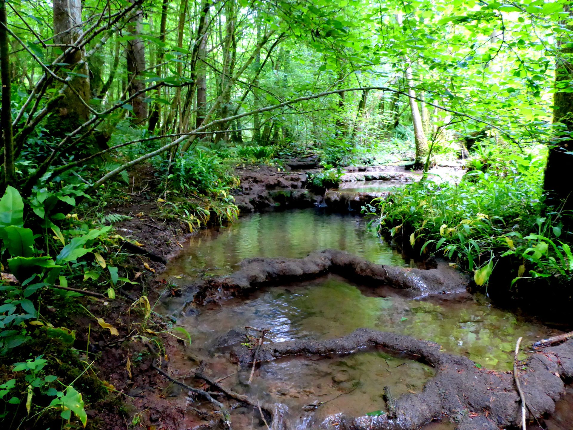 Tufa Dams in a stream