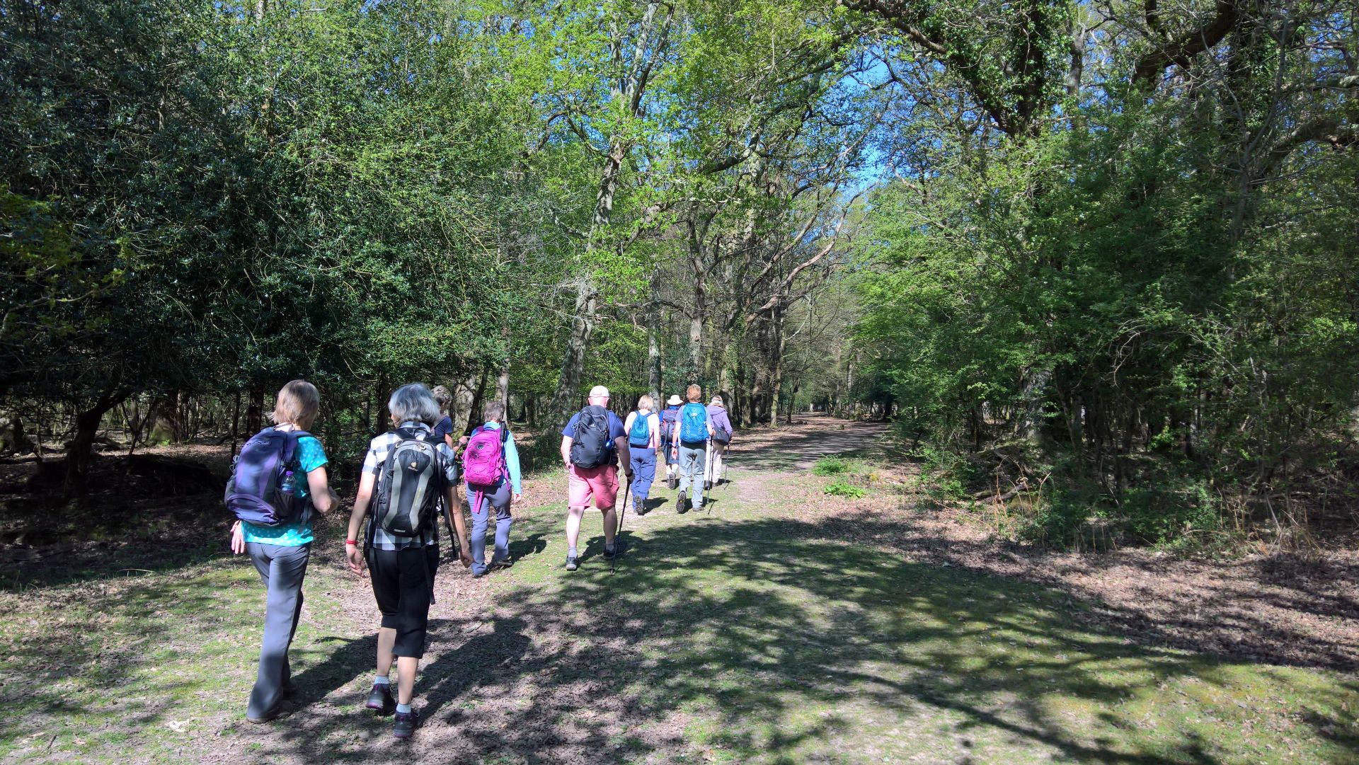 Forest walk near Brockenhurst 