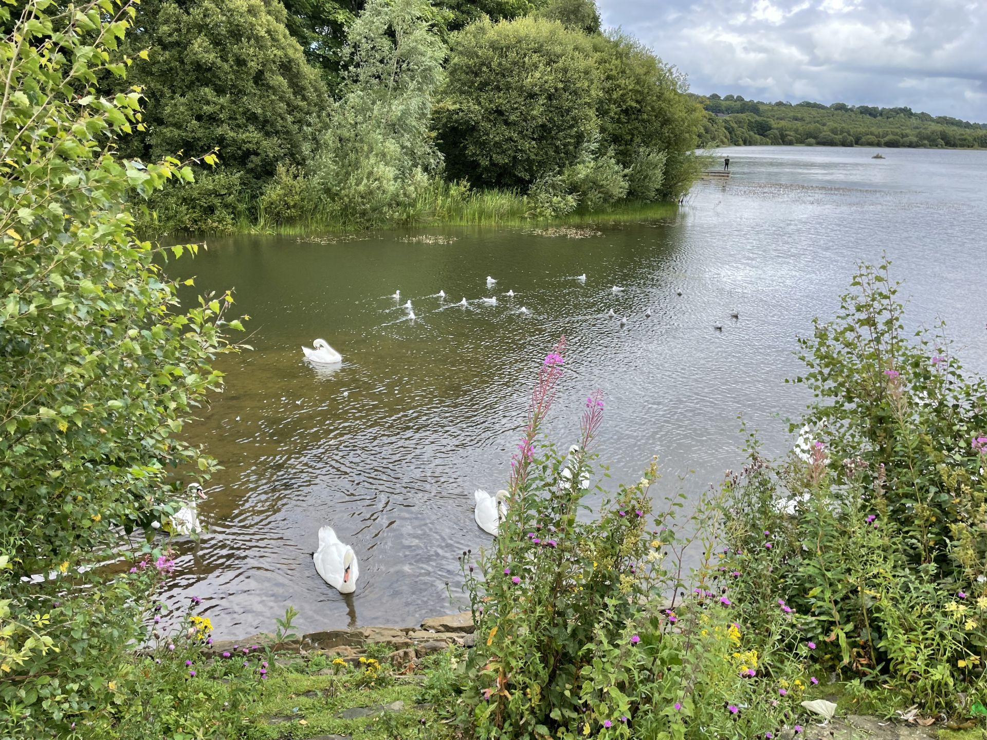 Birds on the dam