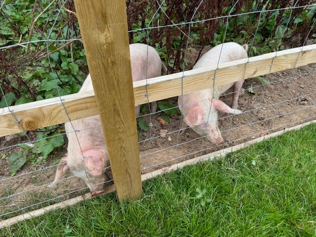 pigs