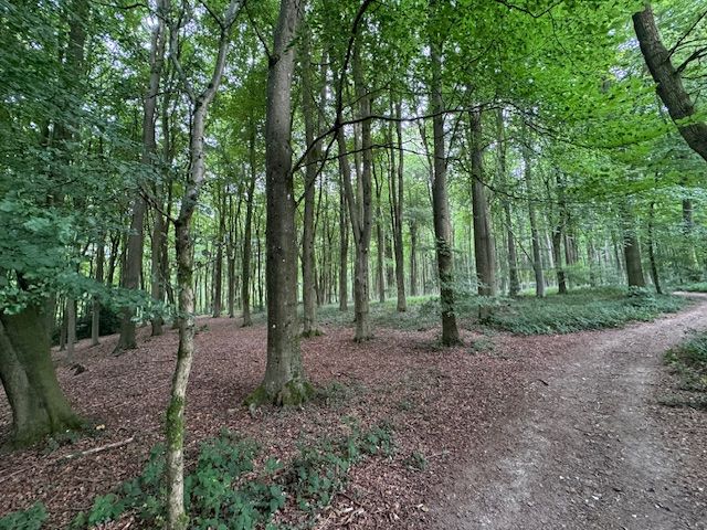 woodland