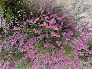 Heather