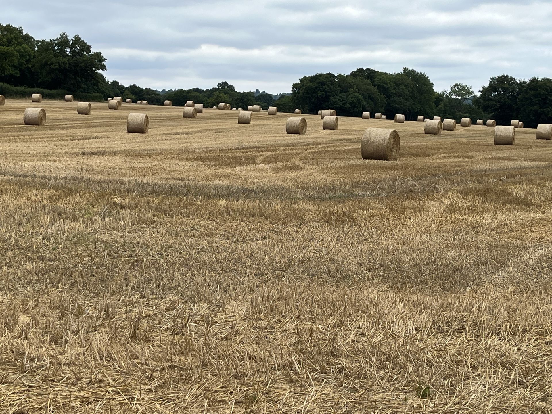 Newly harvested fields