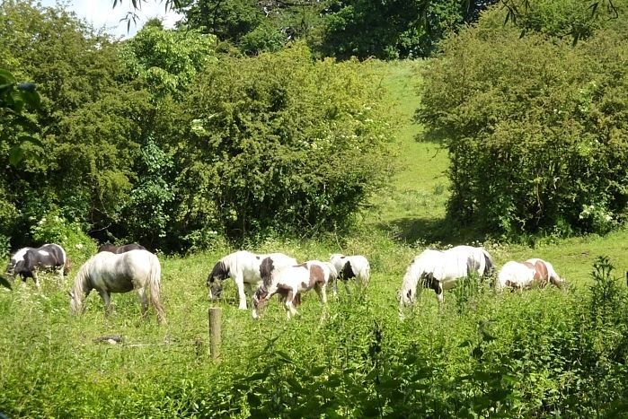 Pleasley 4