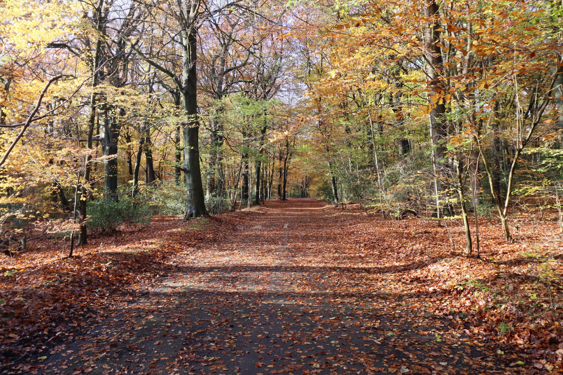 Burnham Beeches-Taster Walk - Ramblers