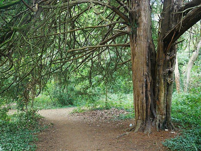 A path through some woodland in Mote Park