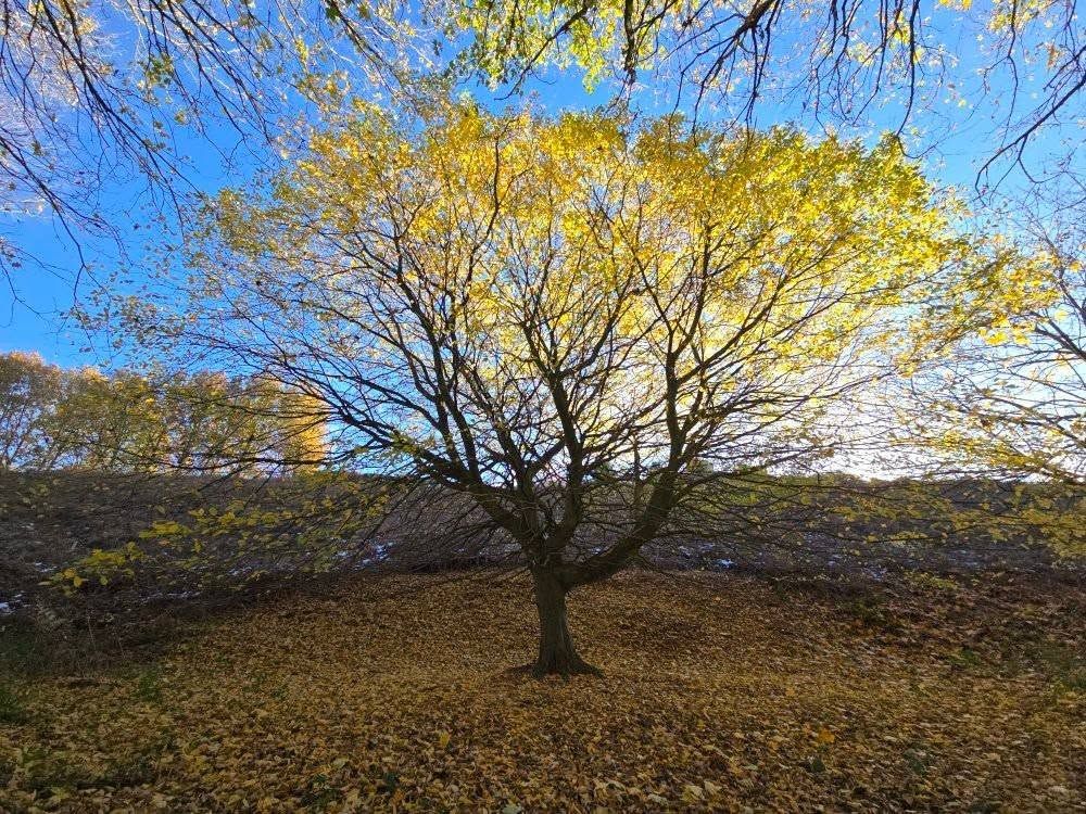 A tree with autumnal leaves