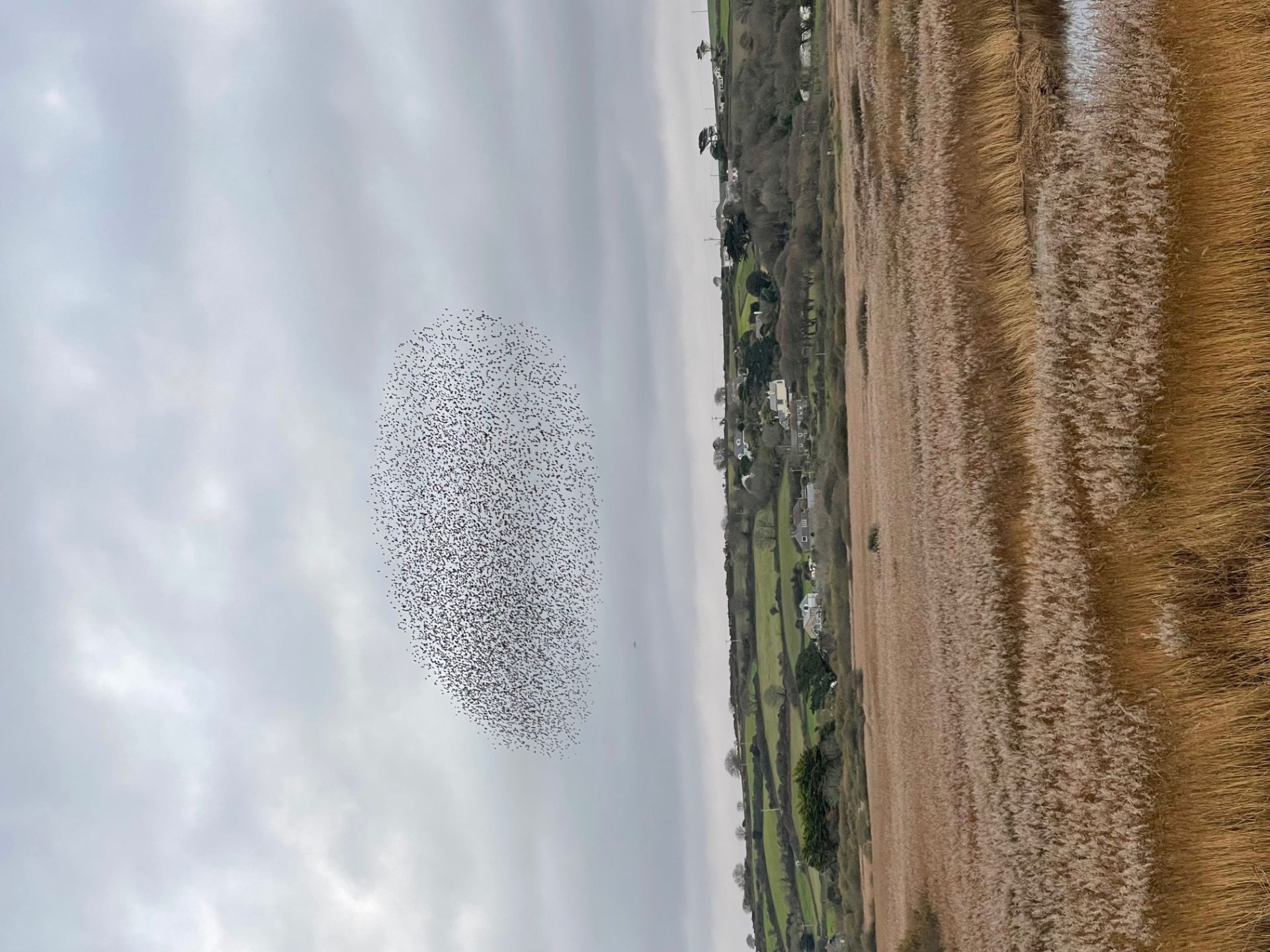 starlings