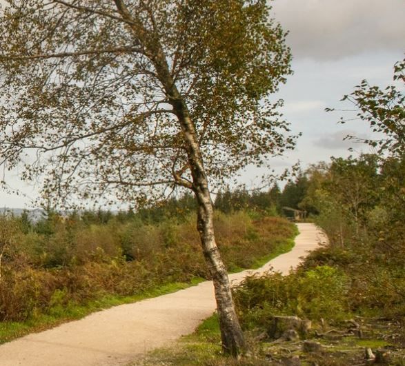 Haldon Forest