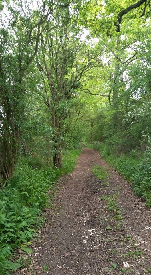 Path through trees