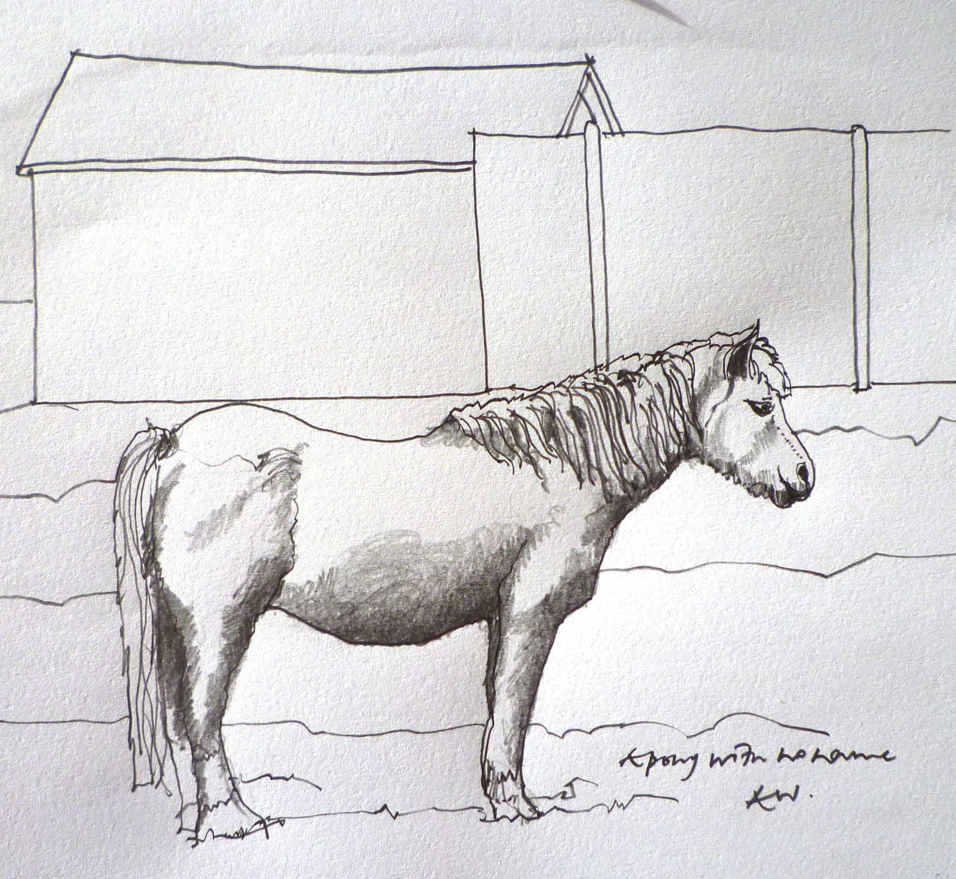 A pony without a name