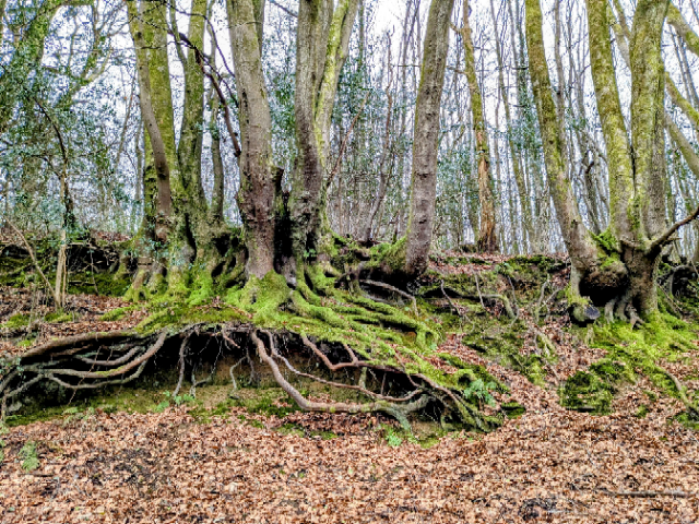 Exposed tree roots on Marley Common