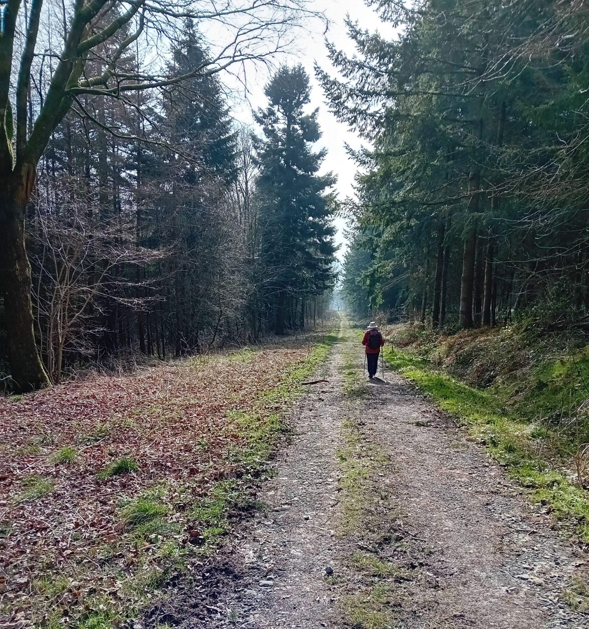 South of Knighton through woods and on the Offas Dyke Path. - Ramblers