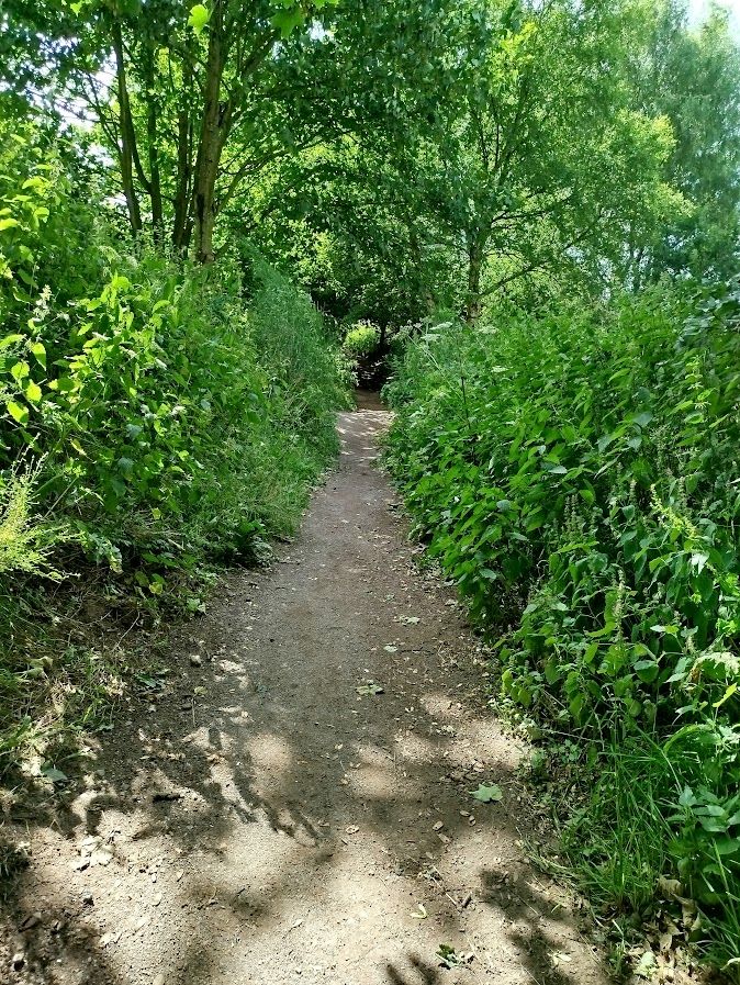 Avenue of Trees
