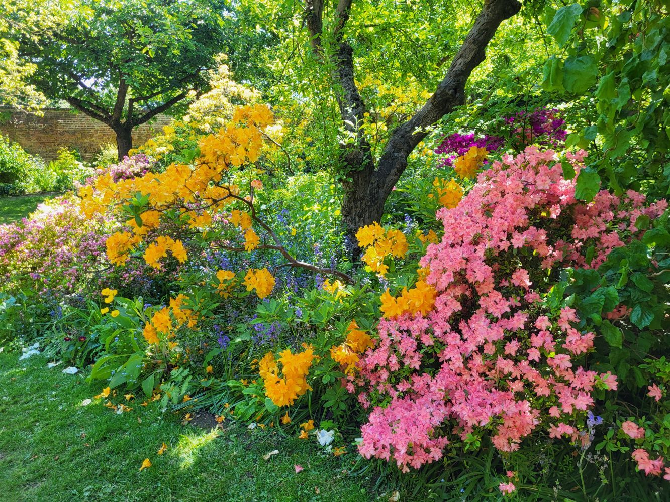 Azeleas Eastcote Gardens